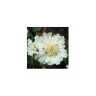 Scabieuse du caucase à fleurs blanches (JAG Images / Adobe Stock)