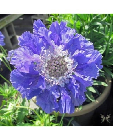 Scabieuse du Caucase à fleurs bleues - Scabiosa caucasica (Swallowtail Garden Seeds)