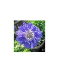 Scabieuse du Caucase à fleurs bleues - Scabiosa caucasica (Swallowtail Garden Seeds)