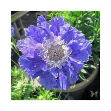 Scabieuse du Caucase à fleurs bleues - Scabiosa caucasica (Swallowtail Garden Seeds)