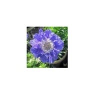 Scabieuse du Caucase à fleurs bleues - Scabiosa caucasica (Swallowtail Garden Seeds)
