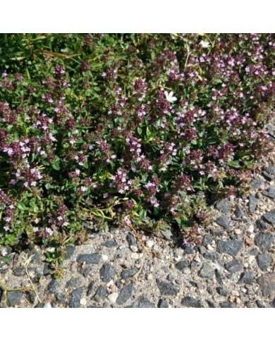 Thym serpolet - Thymus serpyllum