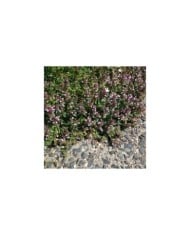 Thym serpolet - Thymus serpyllum