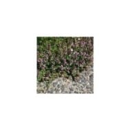 Thym serpolet - Thymus serpyllum
