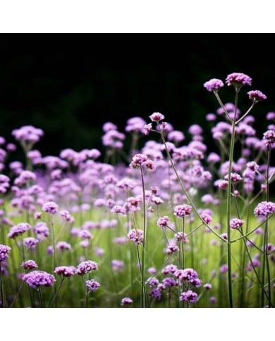 Verveine de Buenos Aires (Judy Dean / flickr.com)