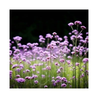 Verveine de Buenos Aires (Judy Dean / flickr.com)