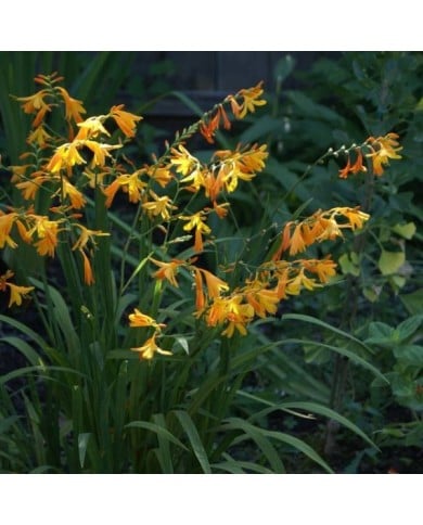 Crocosmia 'Georges Davidson' (Montbretia) (jacki-dee)