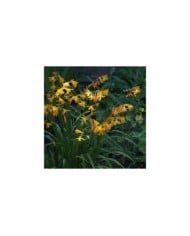 Crocosmia 'Georges Davidson' (Montbretia) (jacki-dee)