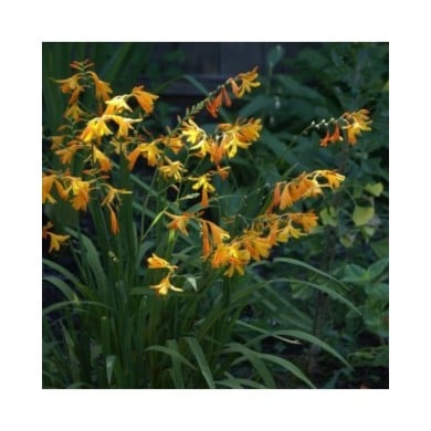 Crocosmia 'Georges Davidson' (Montbretia) (jacki-dee)