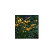 Crocosmia 'Georges Davidson' (Montbretia) (jacki-dee)