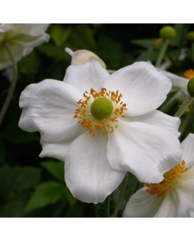 Anémone du Japon à fleurs blanches ('Honorine Jobert') (Tim Waters)