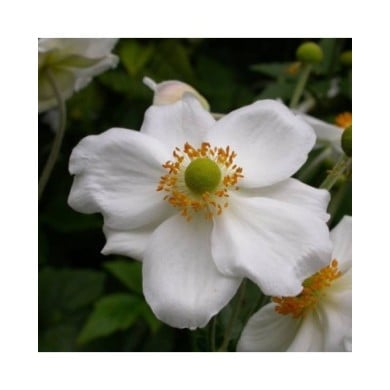 Anémone du Japon à fleurs blanches ('Honorine Jobert') (Tim Waters)