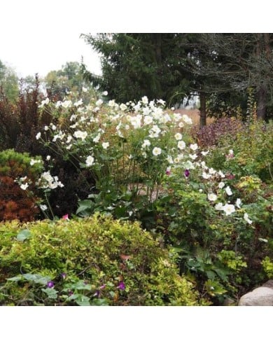 Anémone du Japon à fleurs blanches ('Honorine Jobert') en massif (F. D. Richards)