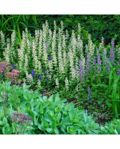 Bugle rampante à fleurs blanches - Ajuga reptans 'Alba' (eqroy / Adobe Stock)