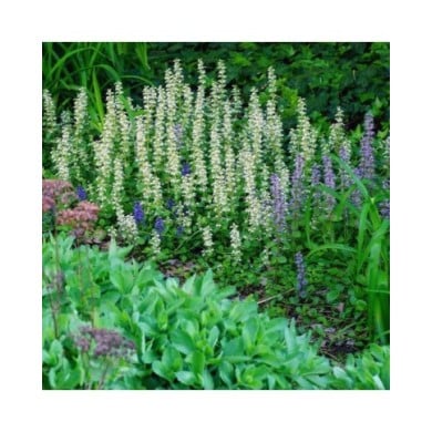Bugle rampante à fleurs blanches - Ajuga reptans 'Alba' (eqroy / Adobe Stock)