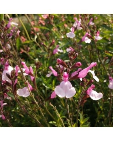 Sauge 'Joy' (Salvia microphylla)