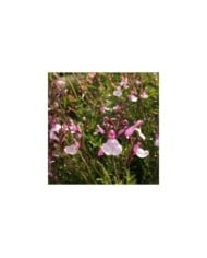 Sauge 'Joy' (Salvia microphylla)