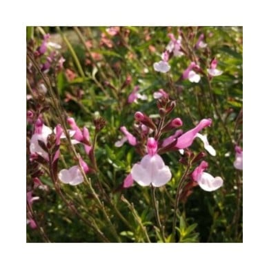 Sauge 'Joy' (Salvia microphylla)