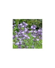 Salvia ‘So Cool Pale Blue’ (Alexandra / stock.adobe.com)