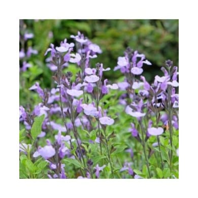 Salvia ‘So Cool Pale Blue’ (Alexandra / stock.adobe.com)