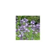 Salvia ‘So Cool Pale Blue’ (Alexandra / stock.adobe.com)