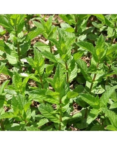 Menthe verte BIO - Mentha spicata (David J. Stang / wikimedia.org)