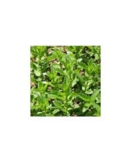 Menthe verte BIO - Mentha spicata (David J. Stang / wikimedia.org)