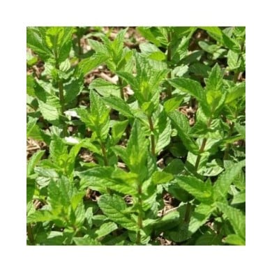 Menthe verte BIO - Mentha spicata (David J. Stang / wikimedia.org)