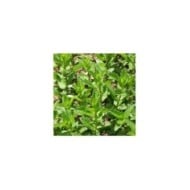 Menthe verte BIO - Mentha spicata (David J. Stang / wikimedia.org)