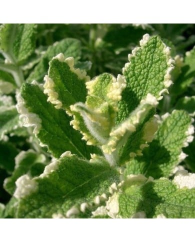 Menthe bicolore BIO - Mentha suaveolens 'Variegata' (KENPEI / wikimedia.org)
