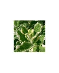 Menthe bicolore BIO - Mentha suaveolens 'Variegata' (KENPEI / wikimedia.org)