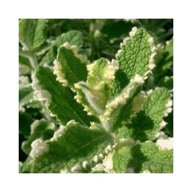 Menthe bicolore BIO - Mentha suaveolens 'Variegata' (KENPEI / wikimedia.org)