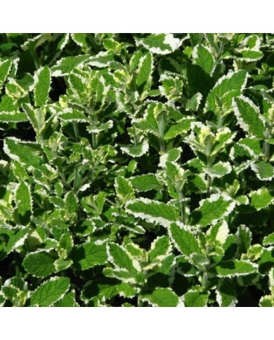 Menthe bicolore BIO - Mentha suaveolens 'Variegata' (Kor!An (?????? ??????) / wikimedia.org)