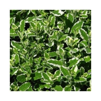 Menthe bicolore BIO - Mentha suaveolens 'Variegata' (Kor!An (?????? ??????) / wikimedia.org)
