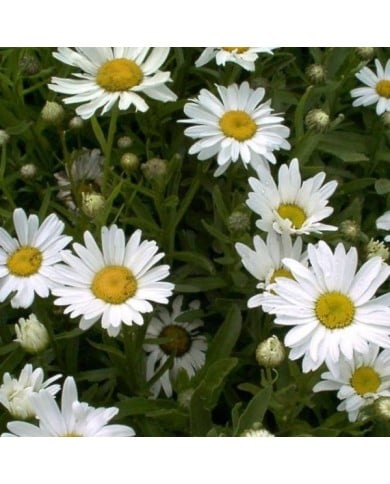 Grande marguerite 'Princesse d'Argent' - Leucanthemum maximum