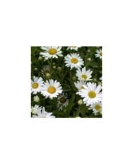Grande marguerite 'Princesse d'Argent' - Leucanthemum maximum