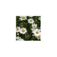 Grande marguerite 'Princesse d'Argent' - Leucanthemum maximum