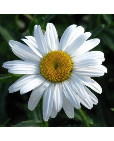 Grande marguerite 'Princesse d'Argent' - Leucanthemum maximum (Kor!An (?????? ??????) / wikimedia.org)