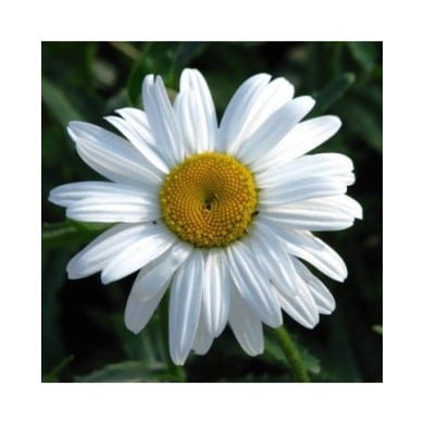 Grande marguerite 'Princesse d'Argent' - Leucanthemum maximum (Kor!An (?????? ??????) / wikimedia.org)