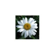 Grande marguerite 'Princesse d'Argent' - Leucanthemum maximum (Kor!An (?????? ??????) / wikimedia.org)