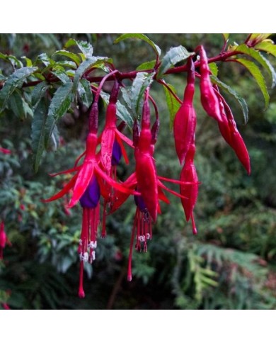 Fuchsia rustique de Magellan Riccartonii (Dan Lundberg / flickr.com)