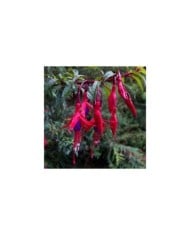 Fuchsia rustique de Magellan Riccartonii (Dan Lundberg / flickr.com)