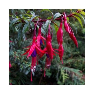 Fuchsia rustique de Magellan Riccartonii (Dan Lundberg / flickr.com)