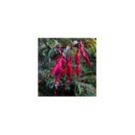 Fuchsia rustique de Magellan Riccartonii (Dan Lundberg / flickr.com)