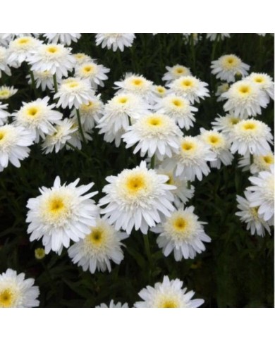 Grande marguerite 'Wirral Supreme' - Leucanthemum maximum
