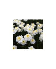 Grande marguerite 'Wirral Supreme' - Leucanthemum maximum