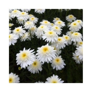 Grande marguerite 'Wirral Supreme' - Leucanthemum maximum
