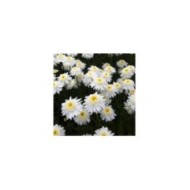 Grande marguerite 'Wirral Supreme' - Leucanthemum maximum