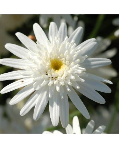 Grande marguerite 'Wirral Supreme' - Leucanthemum maximum (enbodenumer / flickr.com)