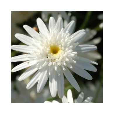 Grande marguerite 'Wirral Supreme' - Leucanthemum maximum (enbodenumer / flickr.com)